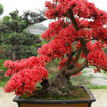 Red simsii Bonsai Azalea Seeds