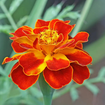 Red with Golden Marigold Seeds 