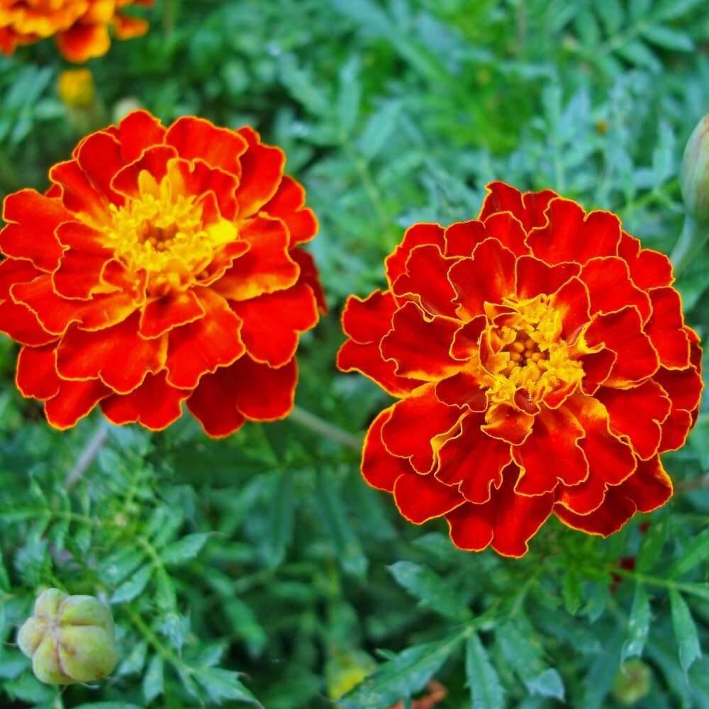 Red with Golden Marigold Seeds 