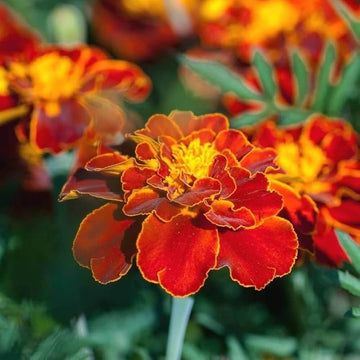 Red with Golden Marigold Seeds 