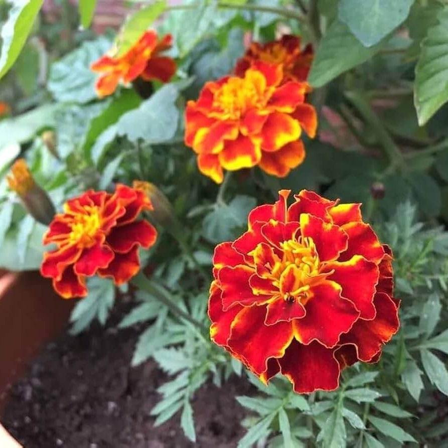 Red with Golden Marigold Seeds 