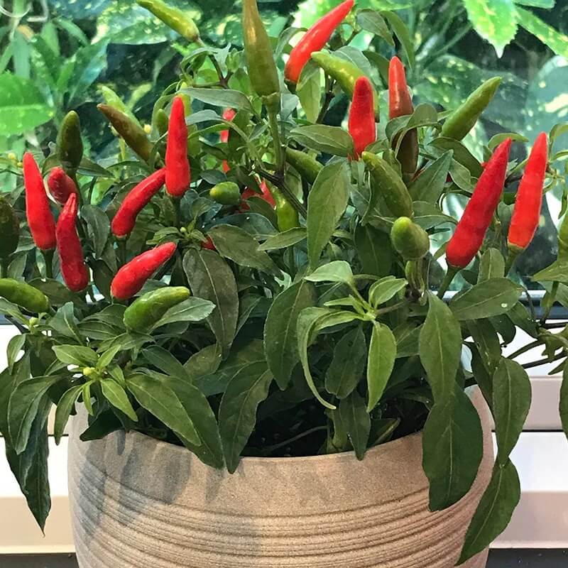 Ree Chilies Pepper Seeds