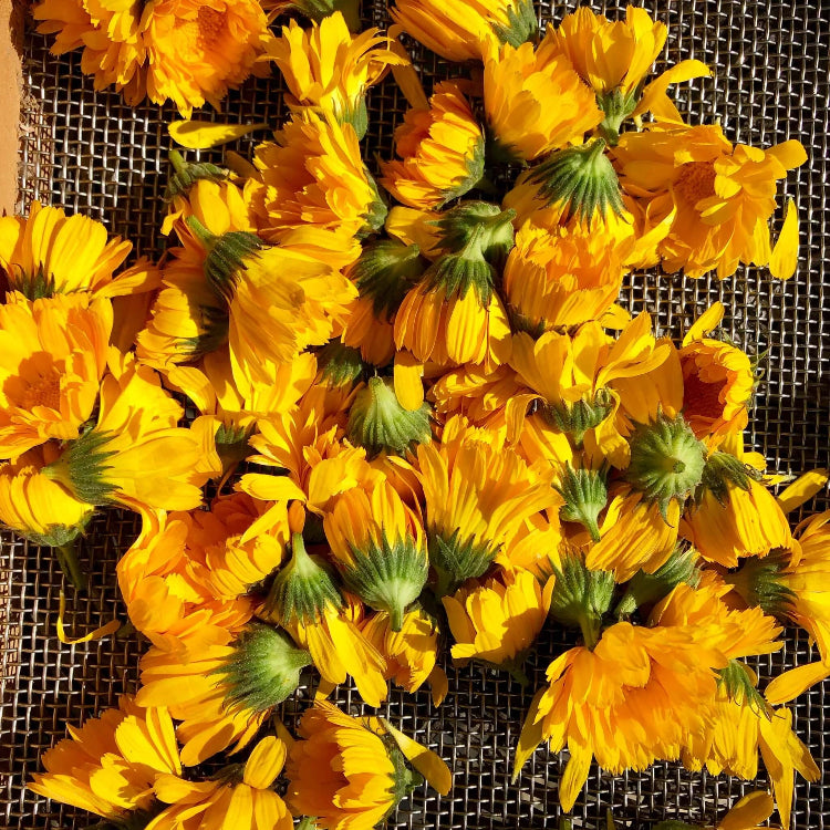 Resina Calendula Seeds 