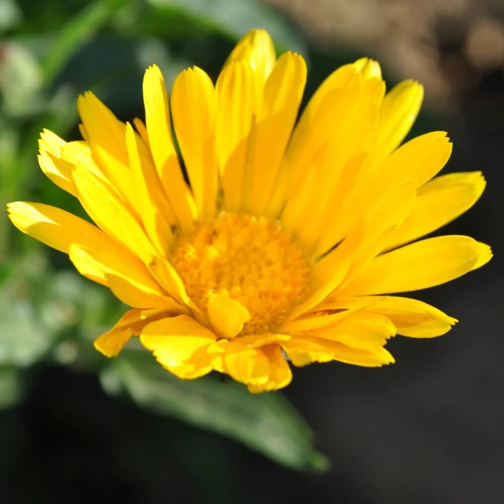 Resina Calendula Seeds 