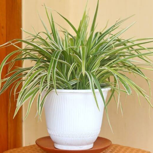 Reverse Variegated Spider Plant Seeds