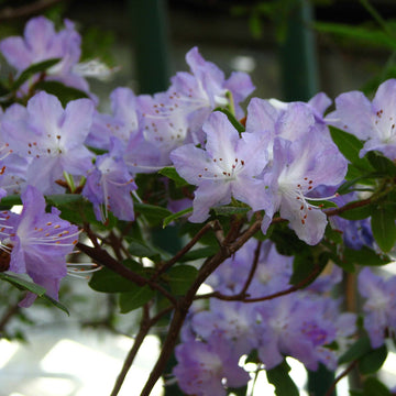 Light Purple Rhododendron Azalea Seeds 