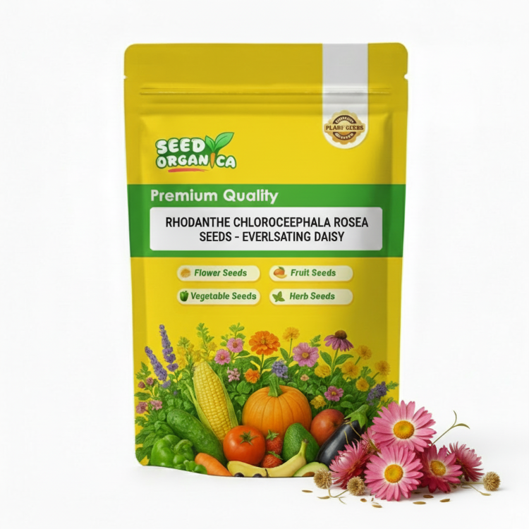 Rhodanthe Chlorocephala Rosea Seeds – Everlasting Daisy