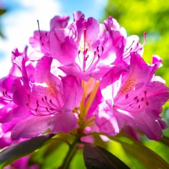 Rhododendron Seeds - Flower Plant for Home Gardens