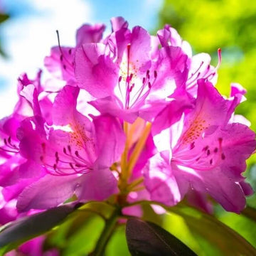 Rhododendron Seeds - Flower Plant for Home Gardens