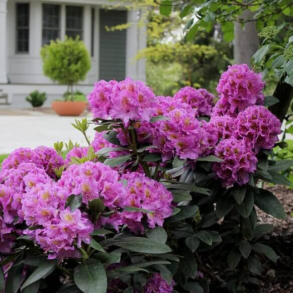 Rhododendron Seeds - Flower Plant for Home Gardens