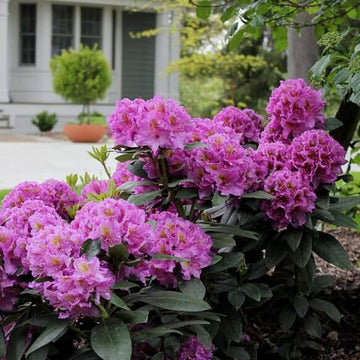 Rhododendron Seeds - Flower Plant for Home Gardens