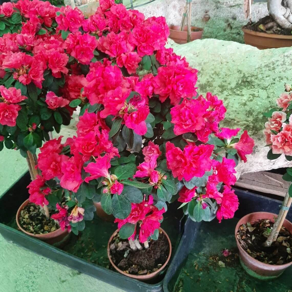 Rhododendron Seeds - Flower Plant for Home Gardens