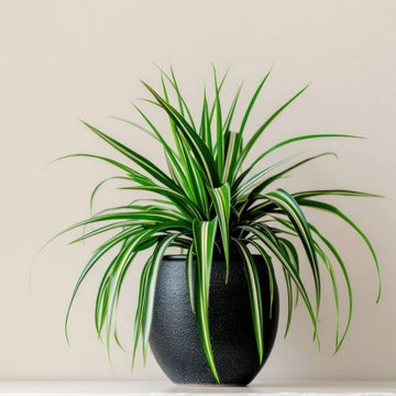 Ribbon Plant Seeds