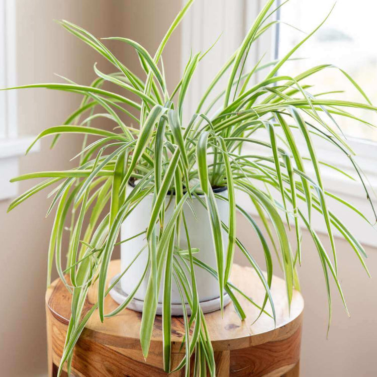 Ribbon Plant Seeds