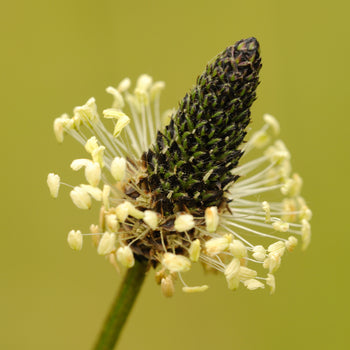 Ribwort Plantain Seeds 