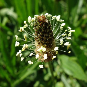 Ribwort Plantain Seeds 