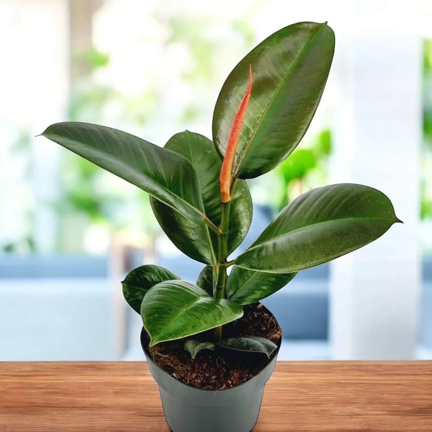 Robusta Rubber Plant Seeds