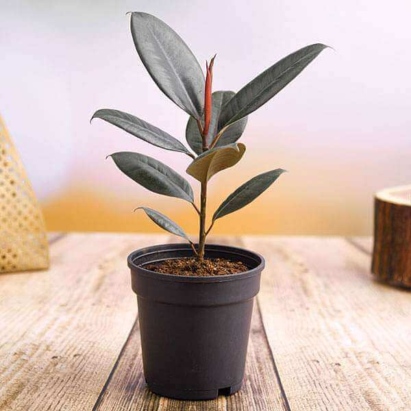 Robusta Rubber Plant Seeds