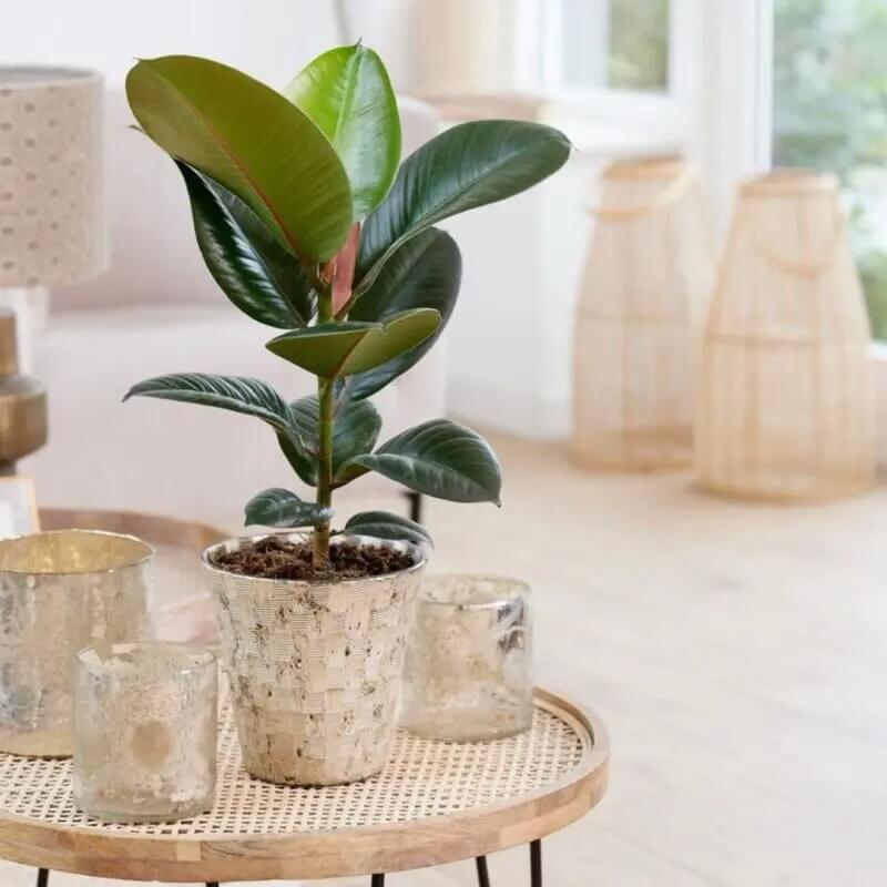 Robusta Rubber Plant Seeds
