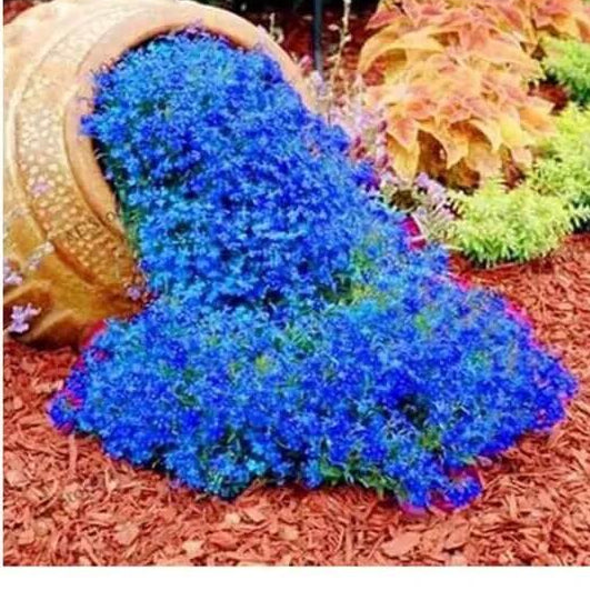 Rock Cress Seeds – Blue Cascade