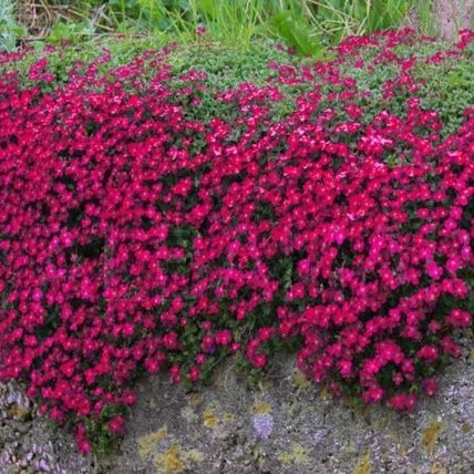 Rock Cress Seeds – Mixed Colors
