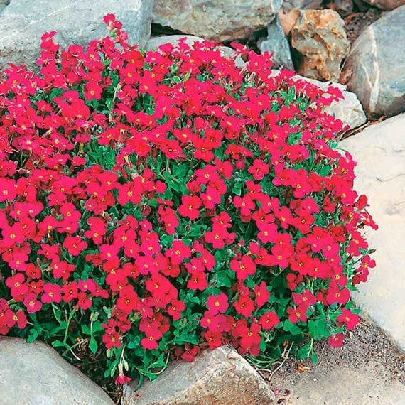 Rock Cress Seeds – Red Aubrieta