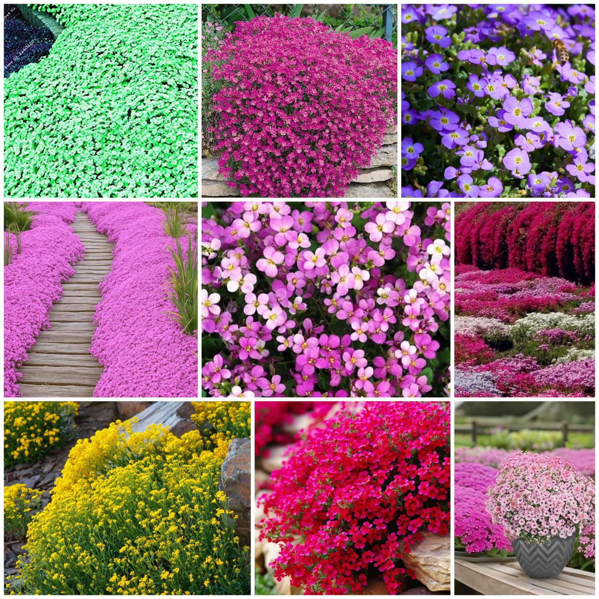 Rock Cress Seeds - All In One For Home Gardens
