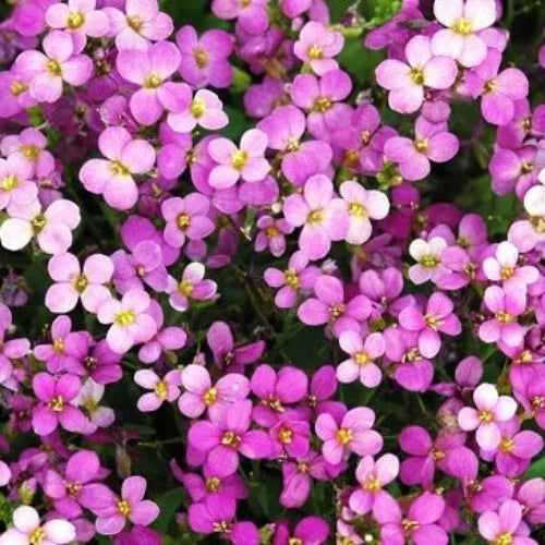 Rock Cress Seeds - All In One For Home Gardens