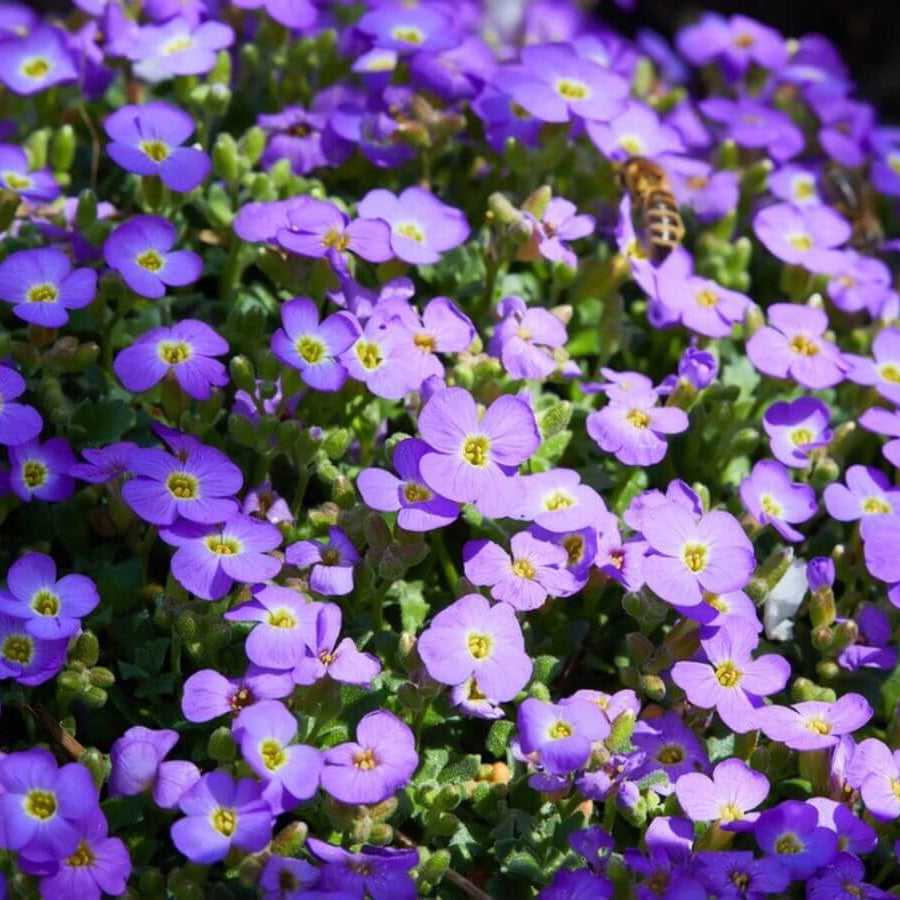 Rock Cress Seeds - All In One For Home Gardens