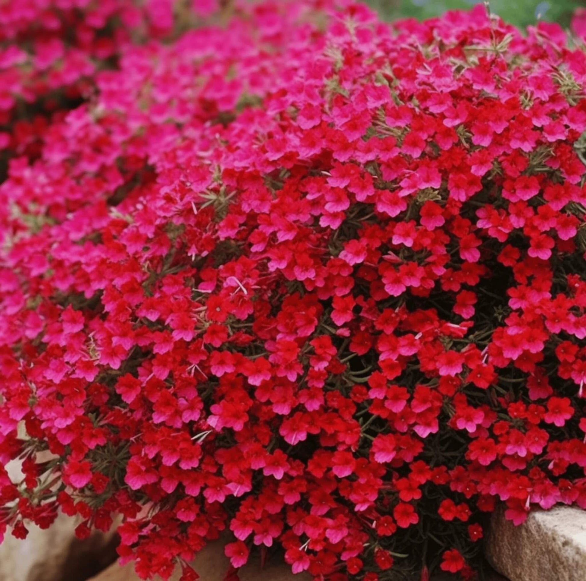 Rock Cress Seeds - All In One For Home Gardens