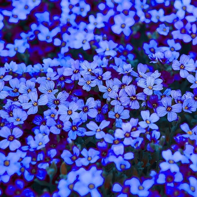 Rock Cress Seeds – Blue Cascade
