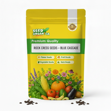 Rock Cress Seeds – Blue Cascade