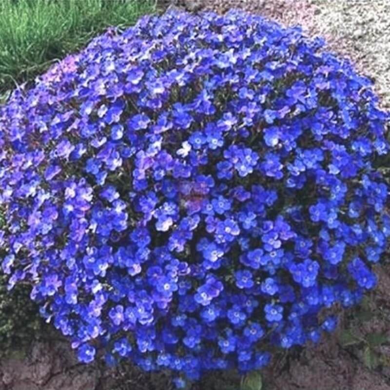 Rock Cress Seeds – Blue Cascade