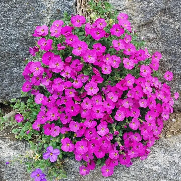 Rock Cress Seeds – Pink & White