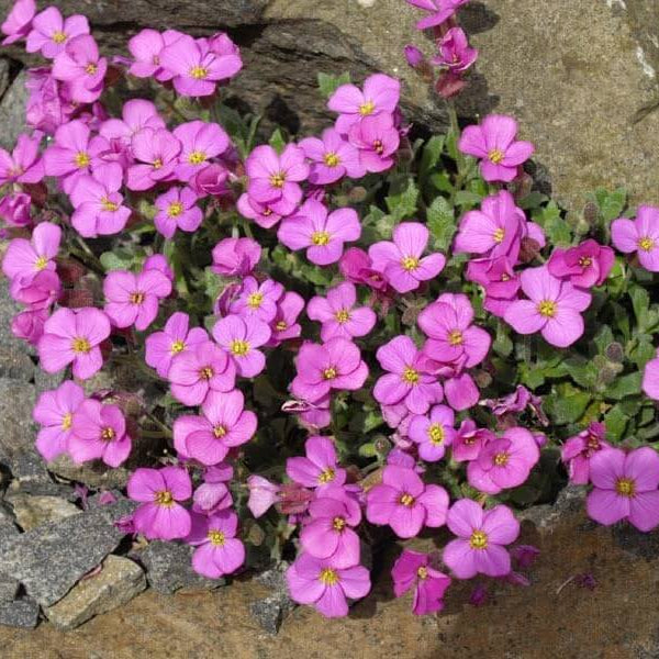 Rock Cress Seeds – Pink & White
