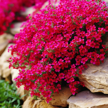Rock Cress Seeds – Red Aubrieta