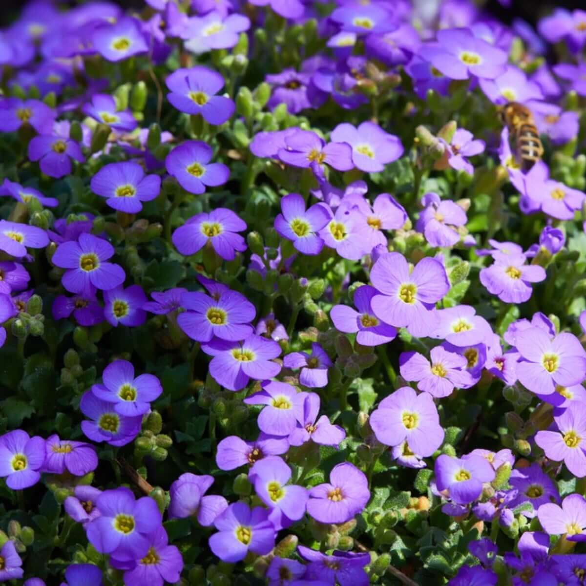 Rock Cress Seeds – Violet Blooms