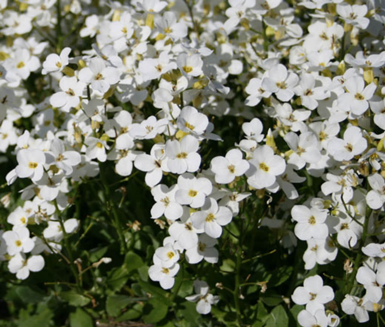 Rock Cress Seeds – White