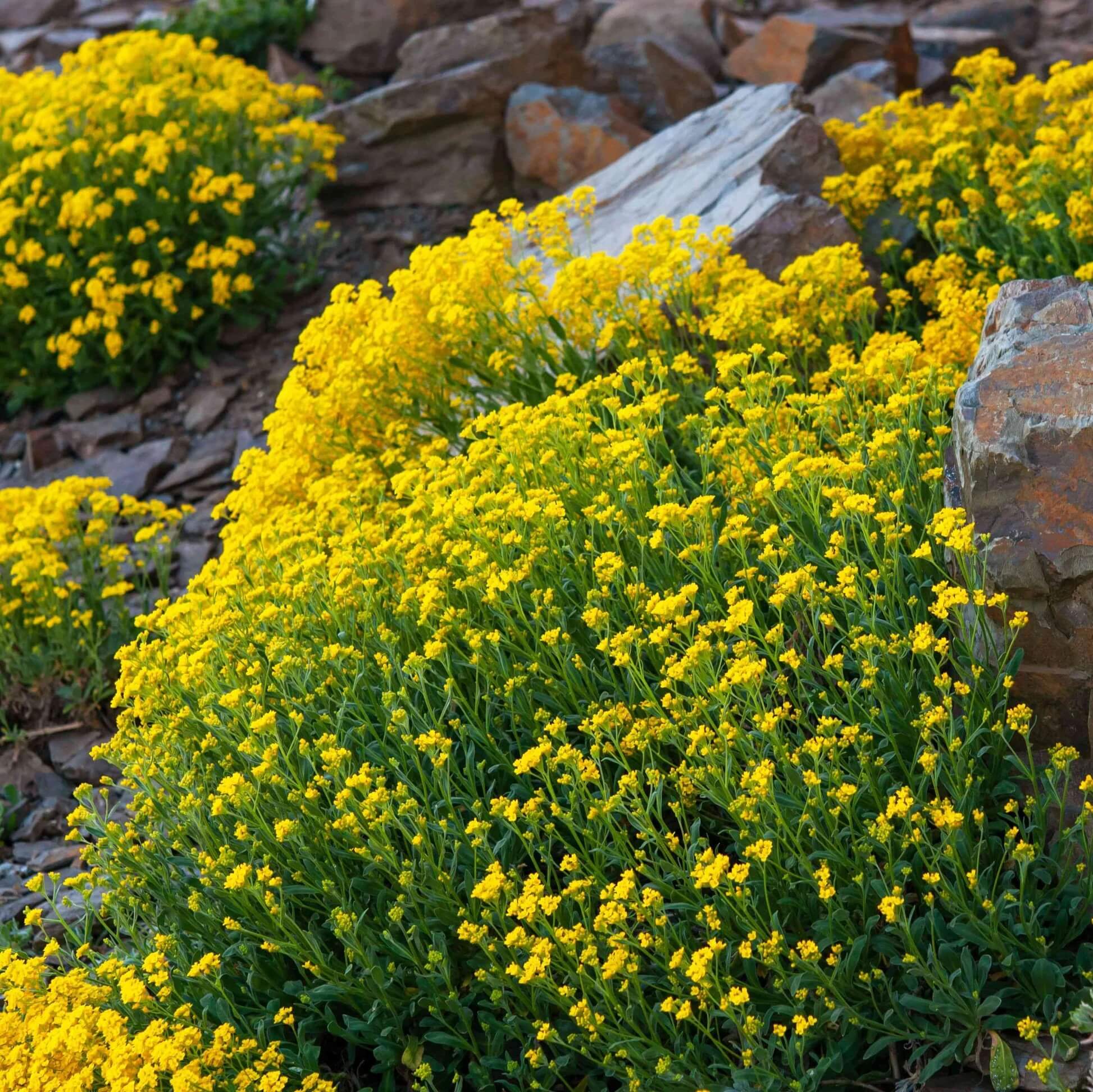 Rock Cress Seeds – Yellow