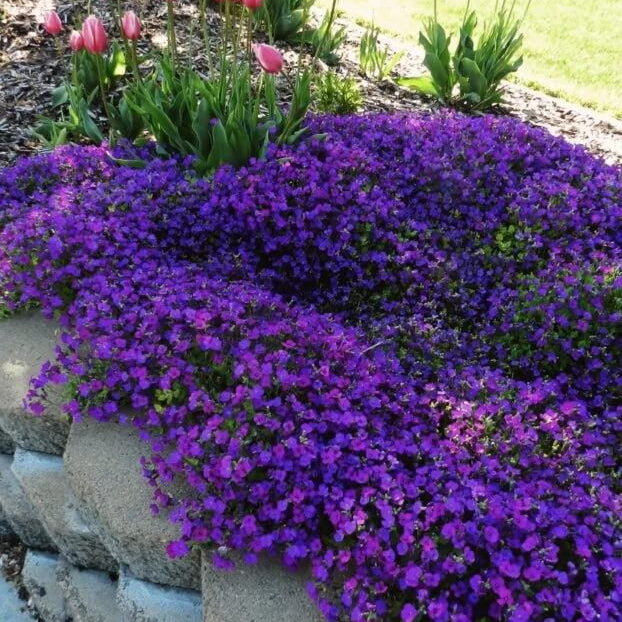 Rock Cress Seeds – Violet Blooms