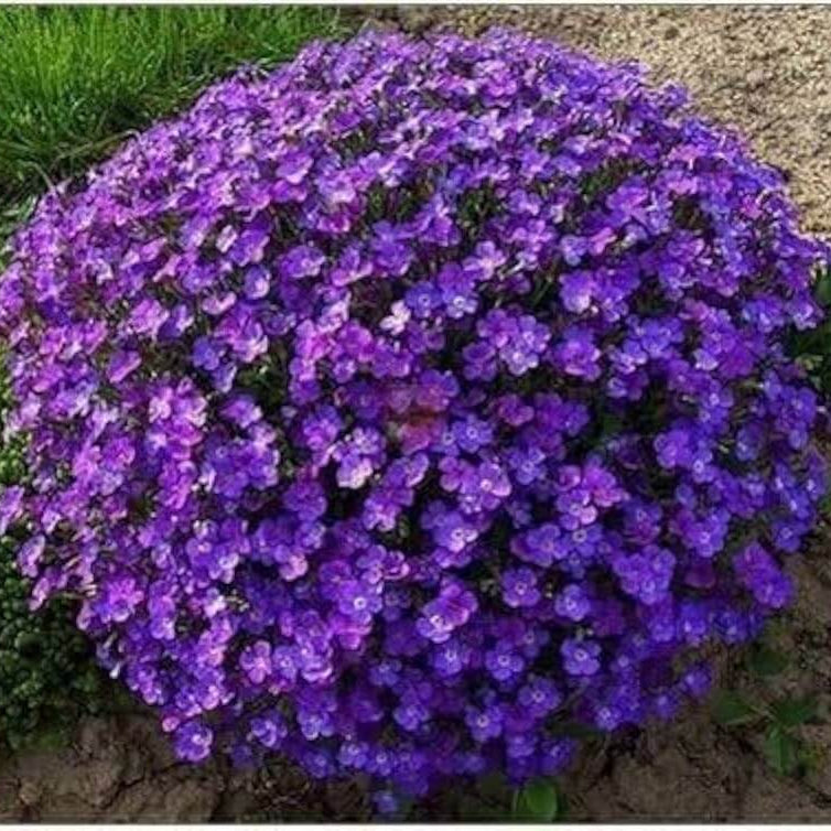 Rock Cress Seeds – Violet Blooms