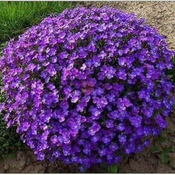 Rock Cress Seeds – Violet Blooms