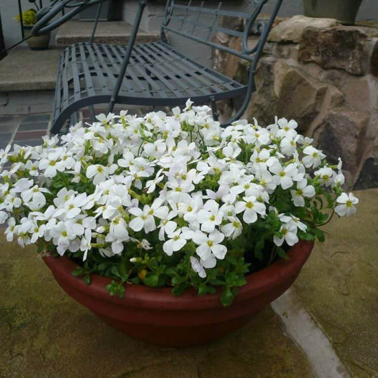 Rock Cress Seeds – White
