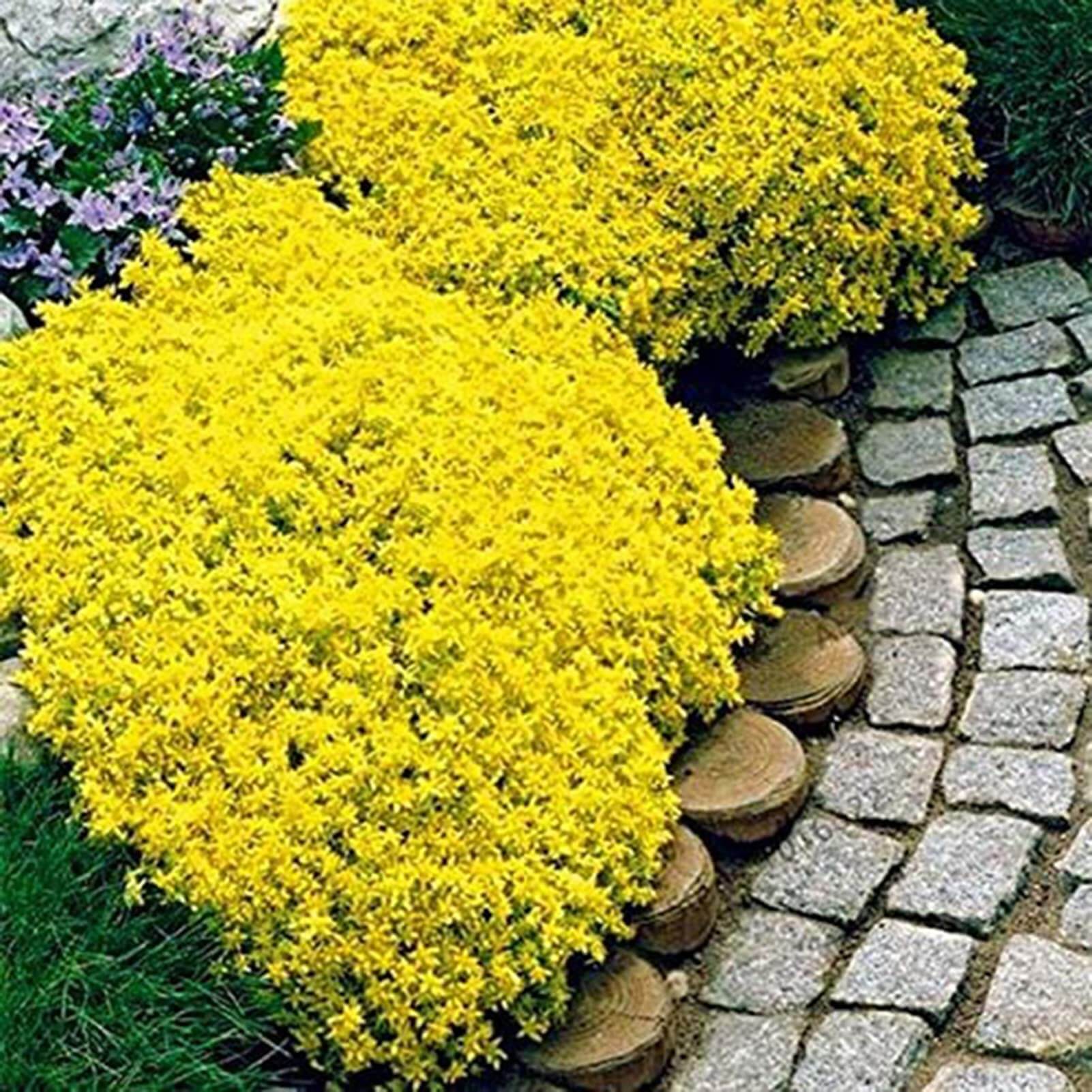Rock Cress Seeds – Yellow