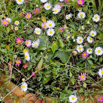 Rock Garden Daisy Seeds