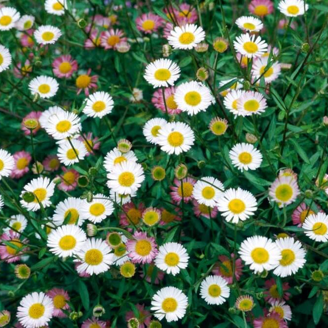 Rock Garden Daisy Seeds