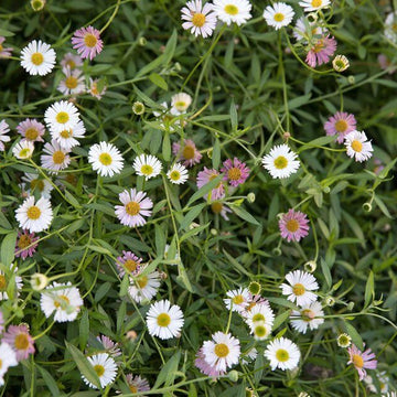 Rock Garden Daisy Seeds