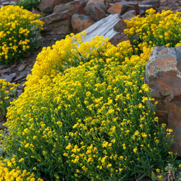 Rock Garden Thyme Seeds