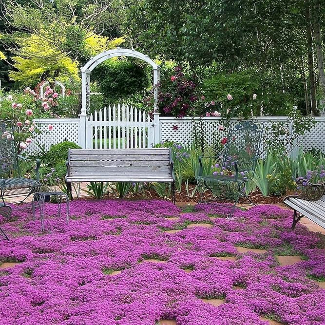 Rock Garden Thyme Seeds
