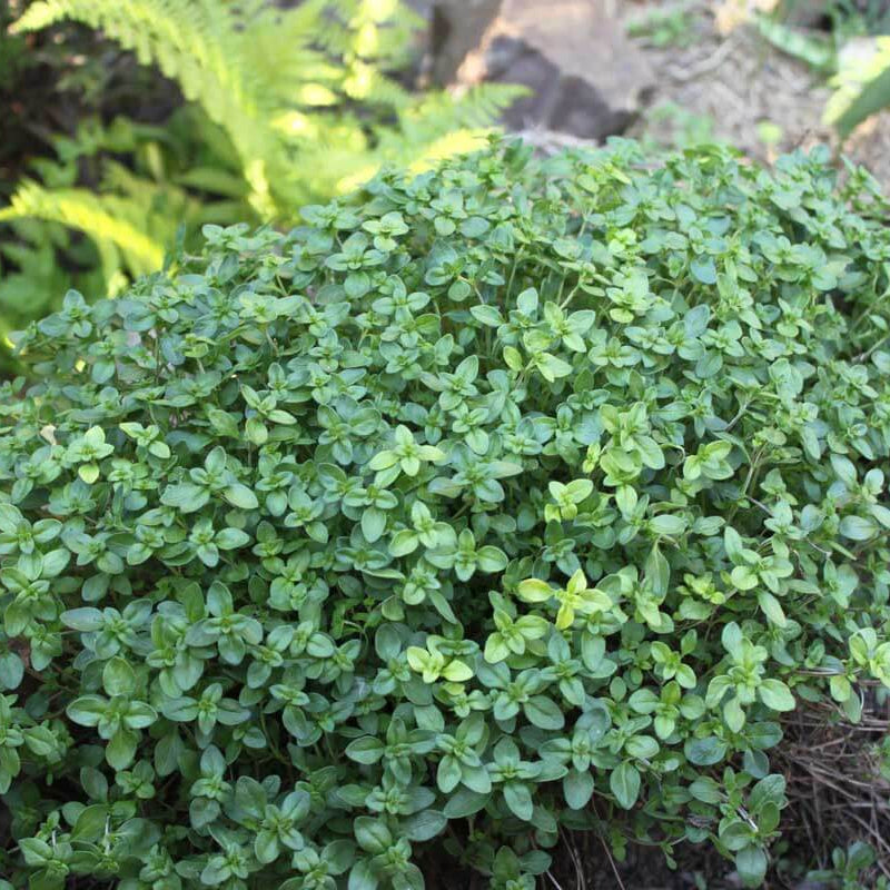 Rock Garden Thyme Seeds